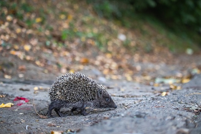 BA历史上 BA历史上